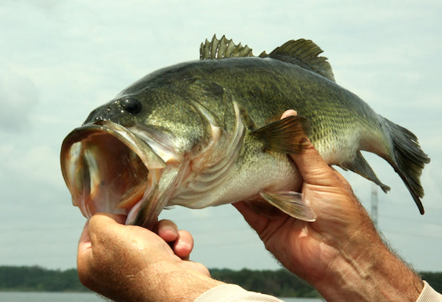 How to Hold a Bass – Fishing Online
