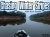 How to fish for Winter Hybrids and Striped Bass