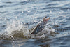 How to Catch Pike
