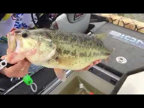 FLW Pro Kyle Cortiana puts a Monster Bass on the Clip-N-Cull 2